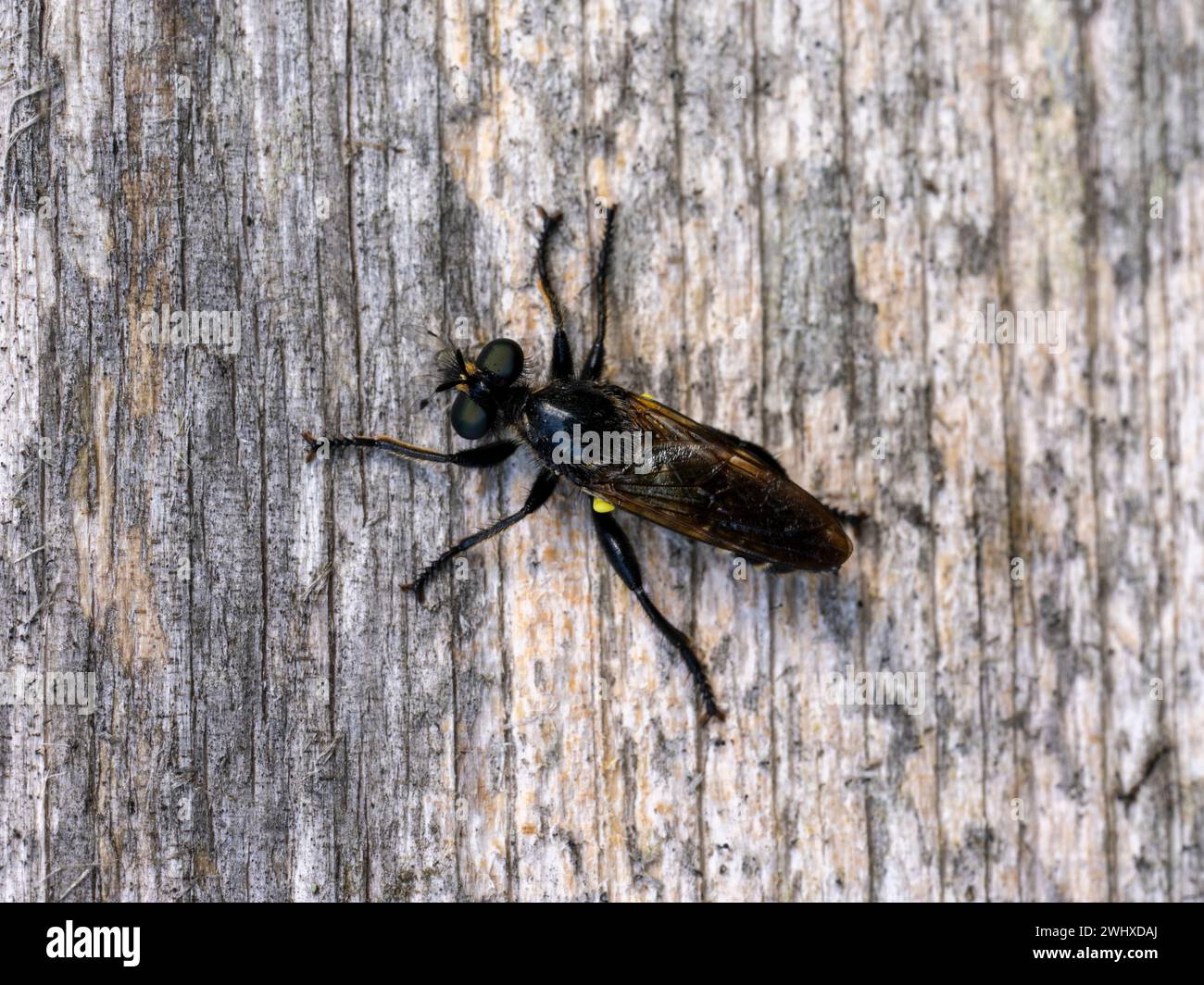 Laphria flava Familie Asilidae Gattung Laphria Hummel Robberfly Gelber Robberfly Plėšriamusė - Kamaniškoji plėšriamusė Diptera Laphria flava Familie AS Stockfoto