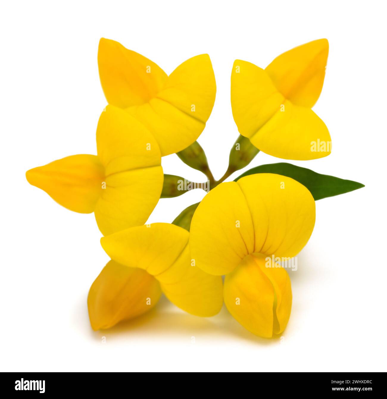 CCommon Vogelfußtrefoil isoliert auf weiß Stockfoto