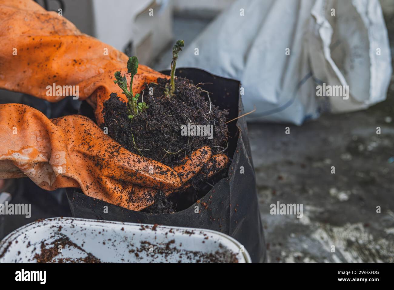 Hände tragen orangefarbene Handschuhe und Pflanzen vorsichtig einen kleinen grünen Setzling in einen Topf. Für Konzepte der Nachhaltigkeit, des urbanen Gartens, der Umwelt Stockfoto