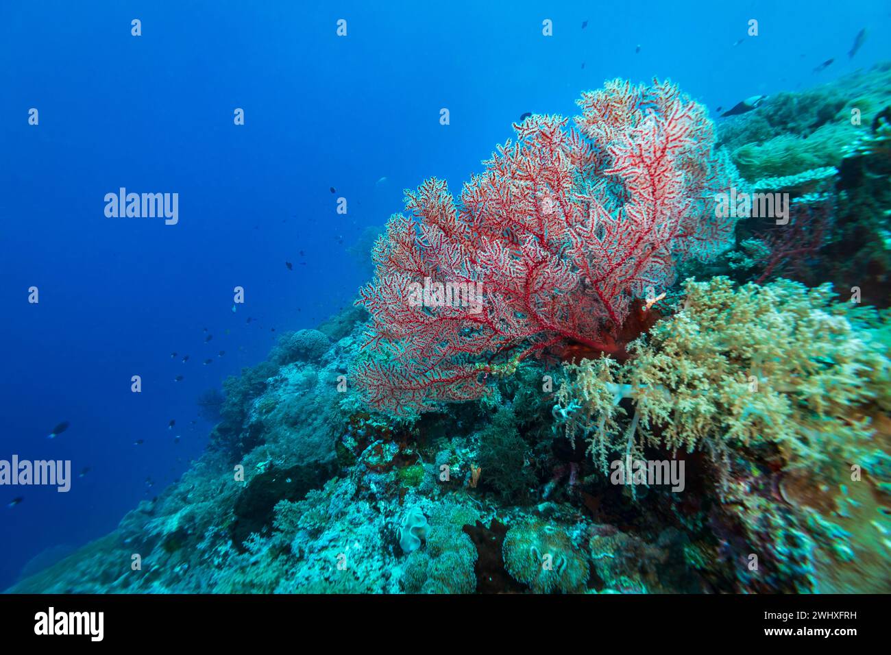 Gesunde Korallenrifflandschaft mit verschiedenen Hartkorallen Stockfoto