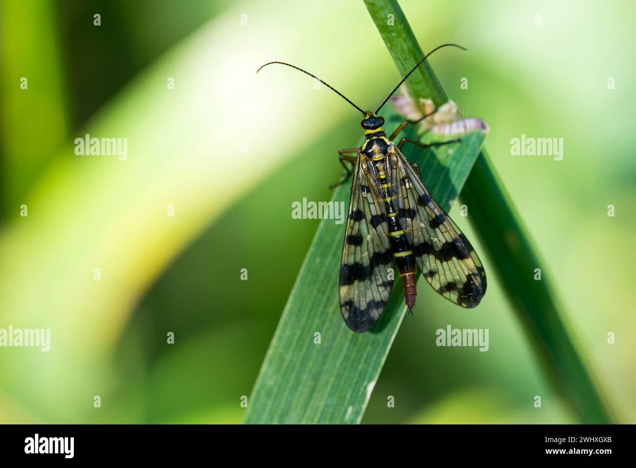 Gemeine Skorpionfliege, weiblich Stockfoto