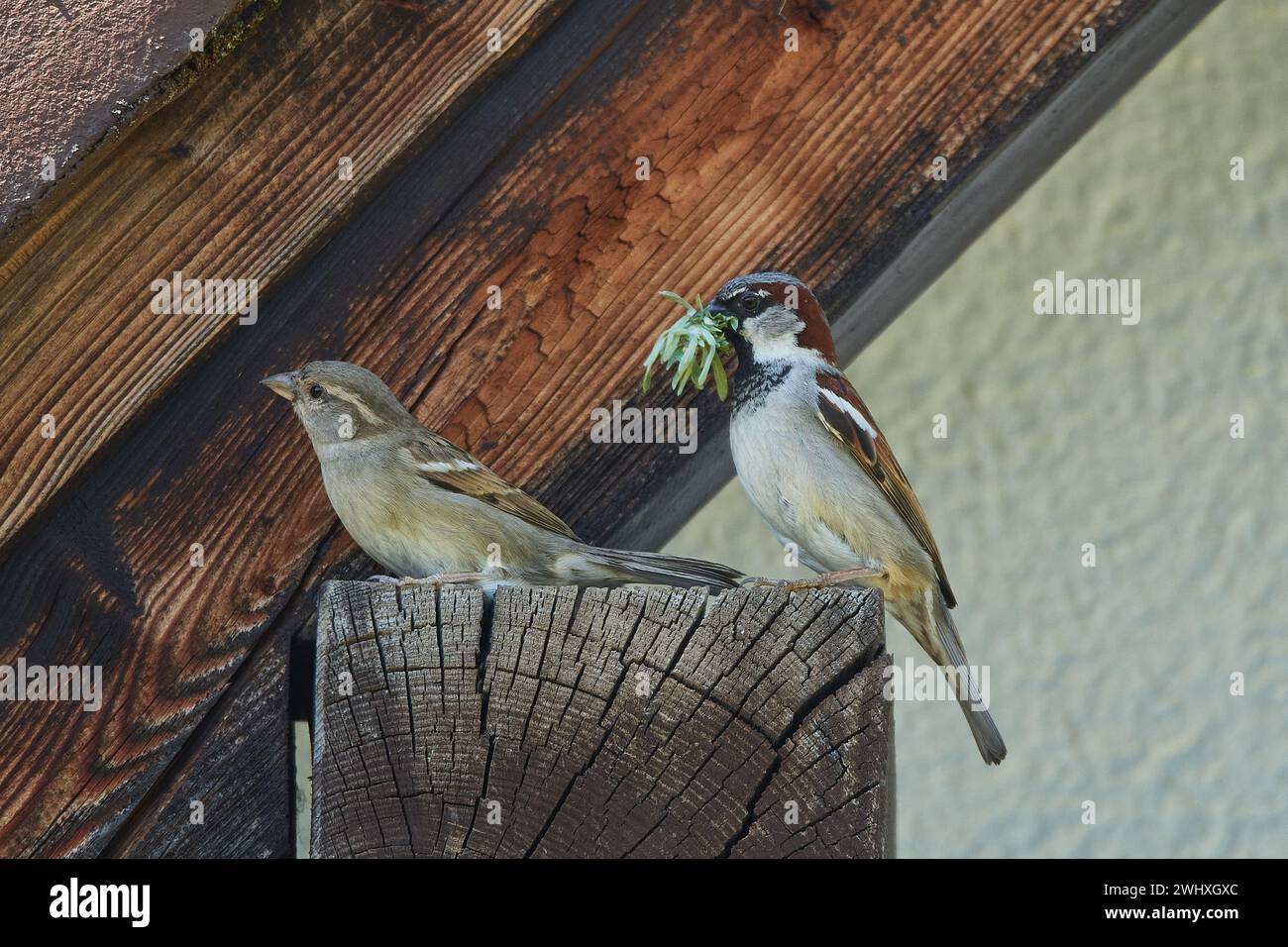 Sperlinge bauen Nester Stockfoto