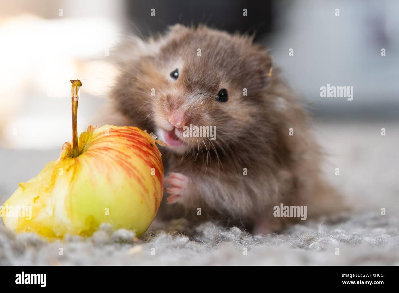 Lustiger, flauschiger syrischer Hamster mit Appetit isst Apfel, stopft ihm die Wangen. Futter für ein Nagetier, Vitamine. Nahaufnahme Stockfoto