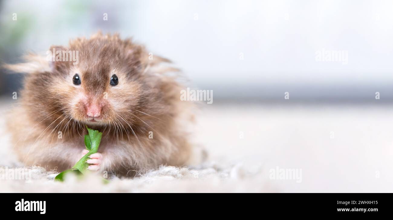 Lustiger, flauschiger syrischer Hamster isst und überrascht, stopft seine Wangen. Futter für ein Nagetier, Vitamine. Nahaufnahme, Kopierbereich Stockfoto