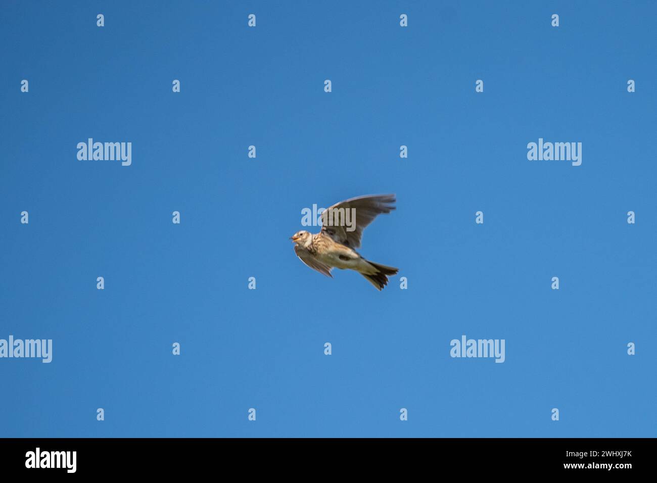 Erklommene Lerche Stockfoto