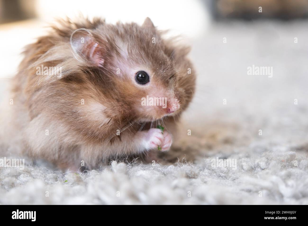 Lustiger, flauschiger syrischer Hamster isst einen grünen Kleeblatt, stopft seine Wangen. Futter für ein Nagetier, Vitamine. Nahaufnahme Stockfoto