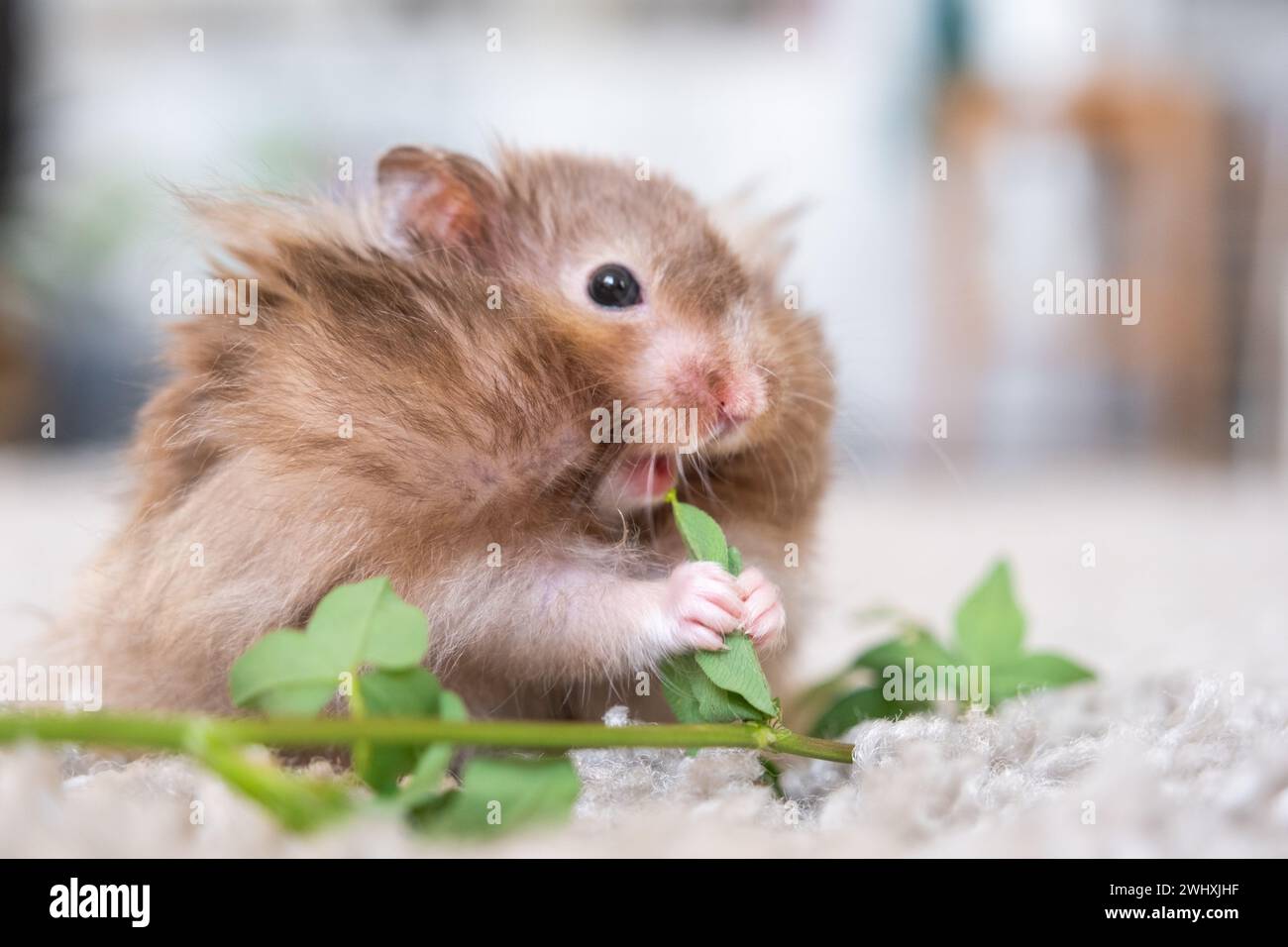 Lustiger, flauschiger syrischer Hamster isst einen grünen Kleeblatt, stopft seine Wangen. Futter für ein Nagetier, Vitamine. Nahaufnahme Stockfoto
