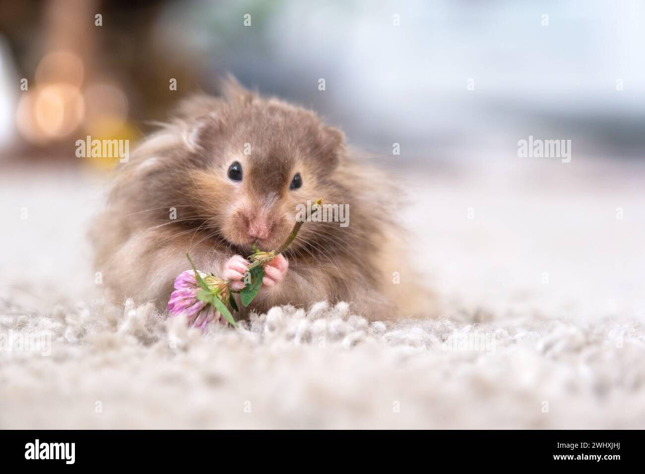 Lustiger, flauschiger syrischer Hamster isst einen grünen Kleeblatt, stopft seine Wangen. Futter für ein Nagetier, Vitamine. Nahaufnahme Stockfoto