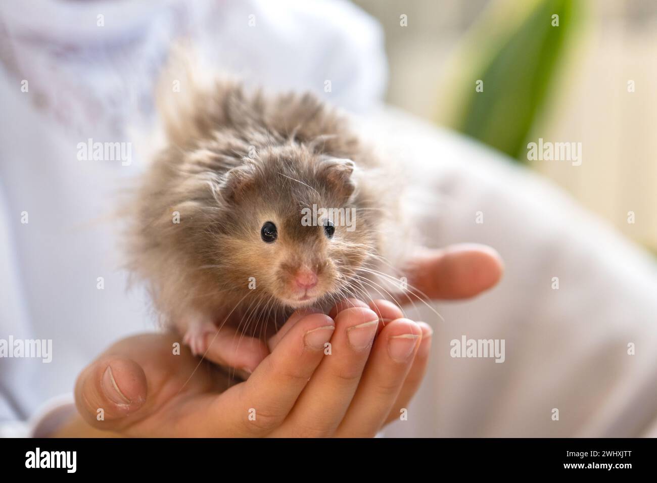 Lustiger, flauschiger, neugieriger syrischer Hamster, der in den Armen eines Kindes sitzt. Haustiergezähmtes Haustier, manuell,. Nahaufnahme, Kopierbereich Stockfoto