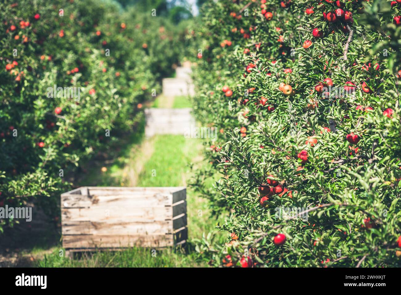 Apfelgarten voller reifender roter Früchte Stockfoto