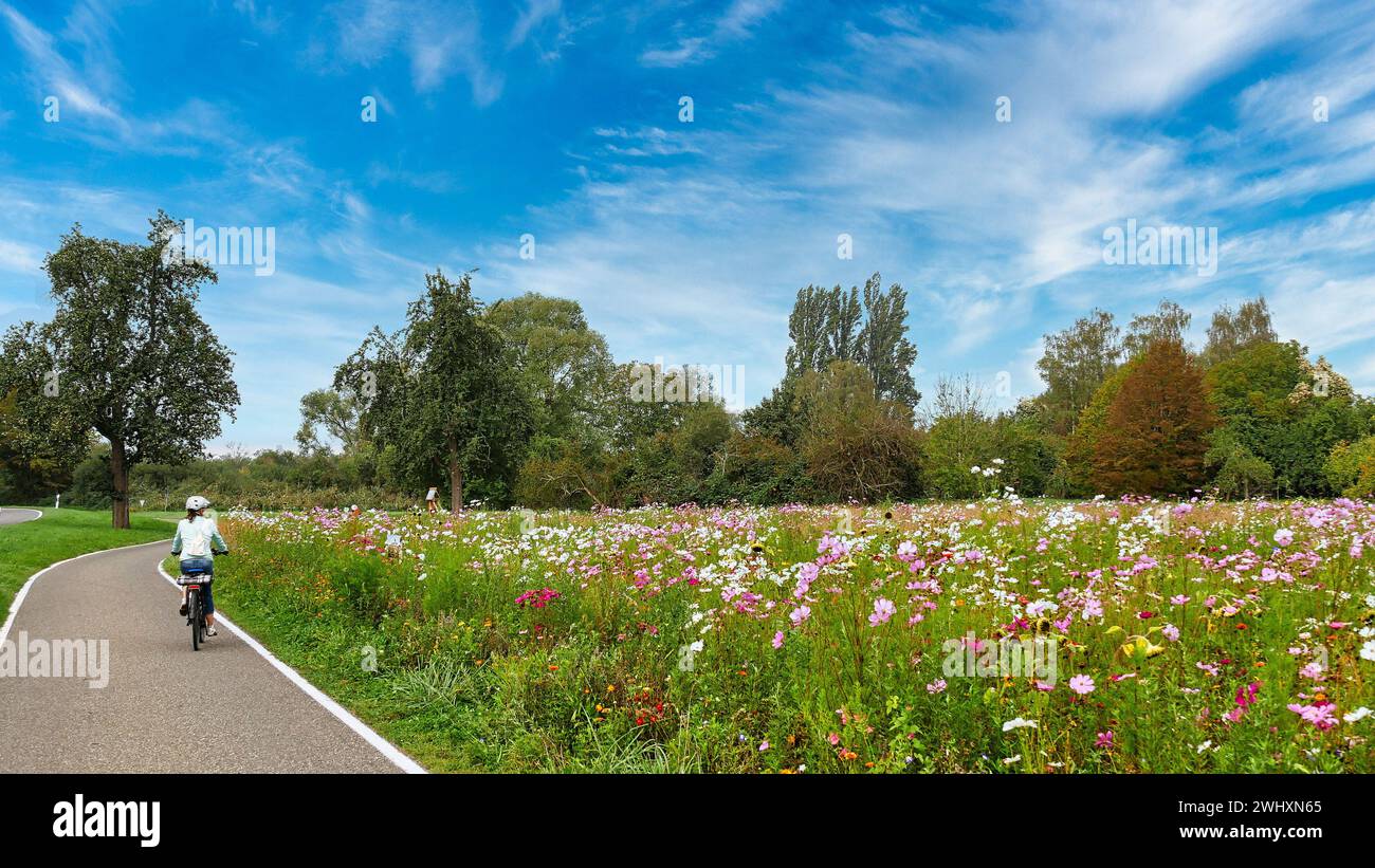 Radfahrer auf der Insel Reichenau mit einer wunderschönen Blumenwiese Stockfoto