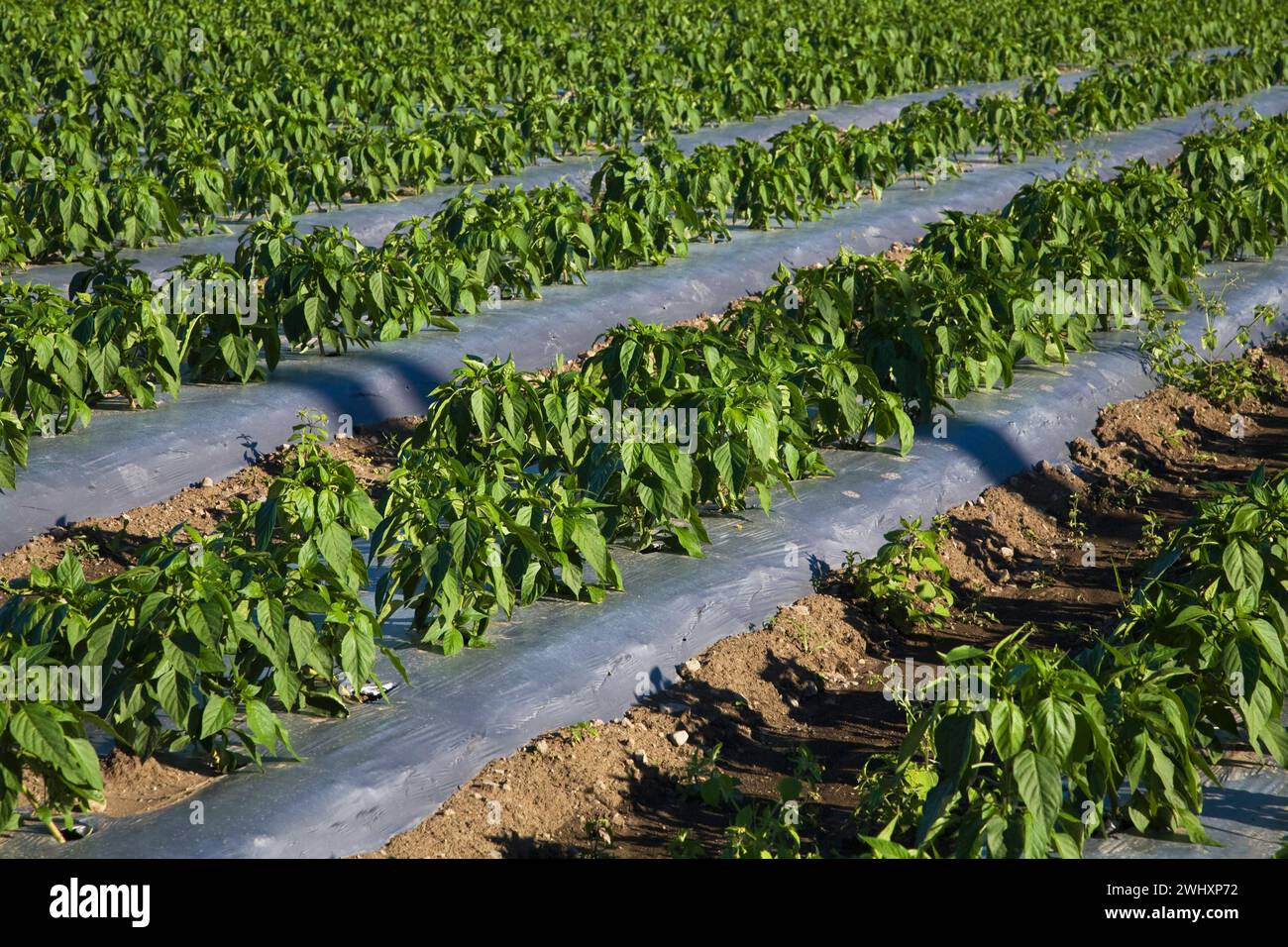 Green Bell Pepper - Capsicum annuum Pflanzen geschützt mit grauer Kunststofffolie im Feld im Sommer. Stockfoto