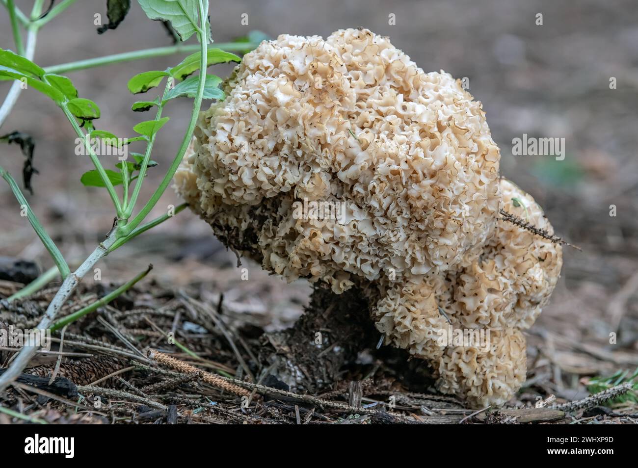 Krause Mutter Huhn Stockfoto