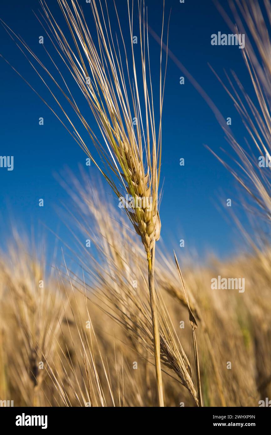 Nahaufnahme von Triticum aestivum - Weizenpflanze im Sommer. Stockfoto