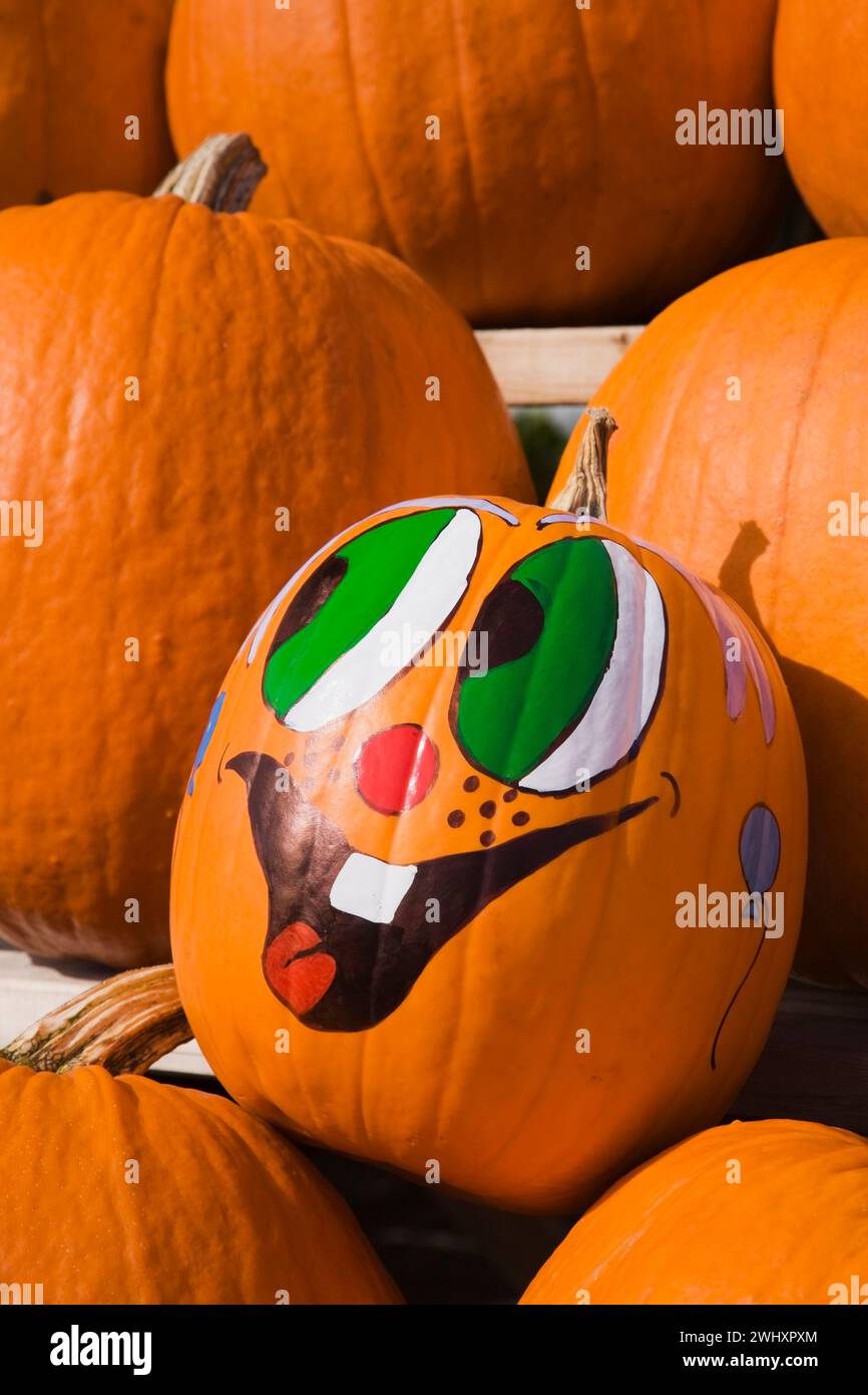 Reihen von orangen Cucurbita - Kürbisse auf Holzregalen, von denen einer für Halloween auf dem Markt im Freien bemalt ist. Stockfoto