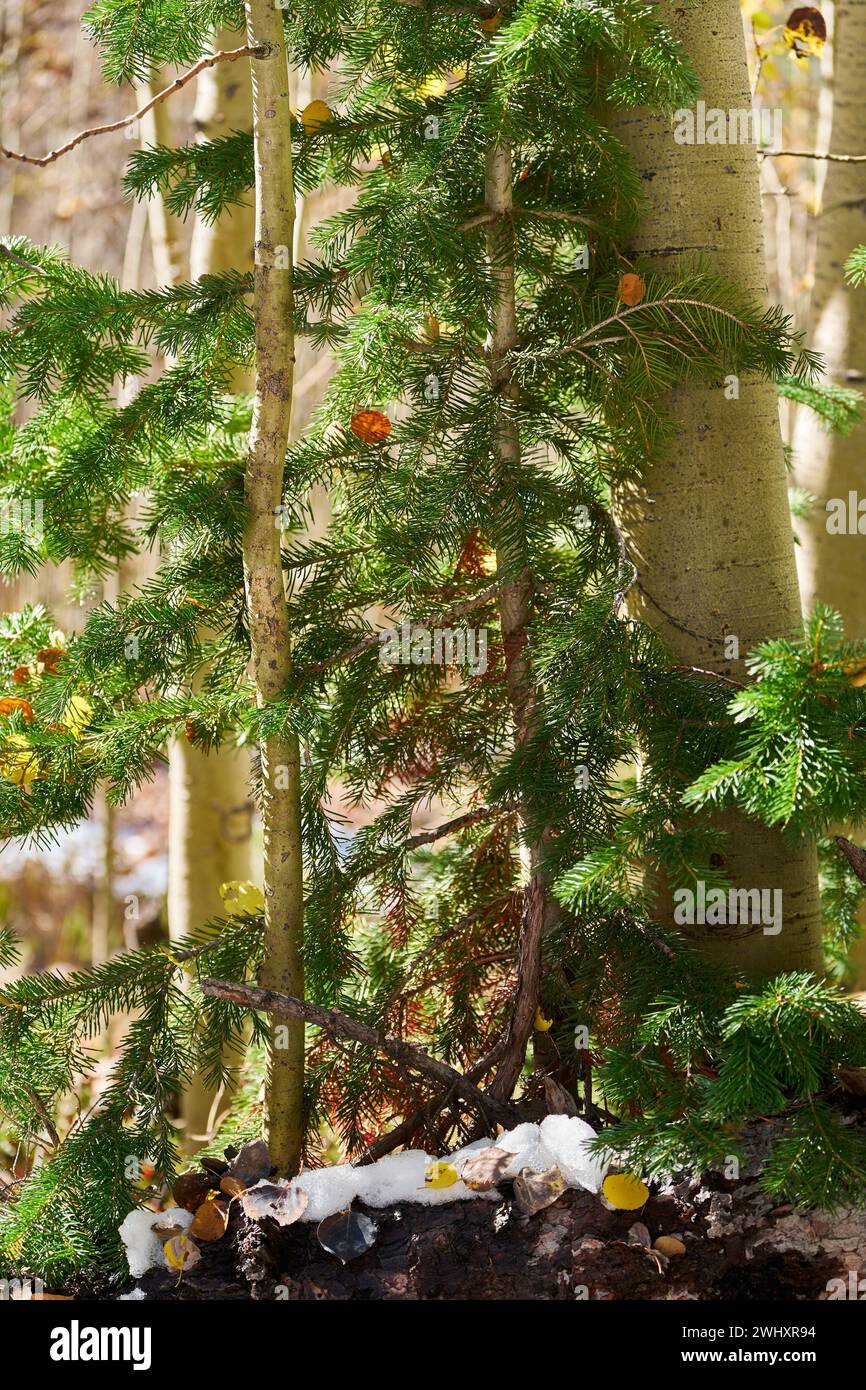 Aspen und Nadel Sapling Paar Stockfoto