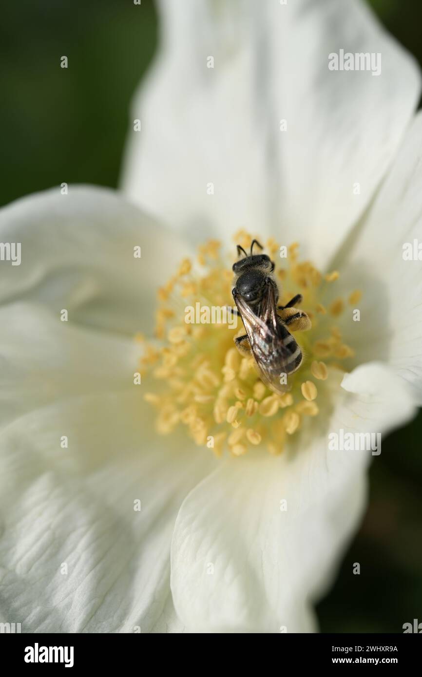 Die Biene auf der weißen Bromblume Stockfoto