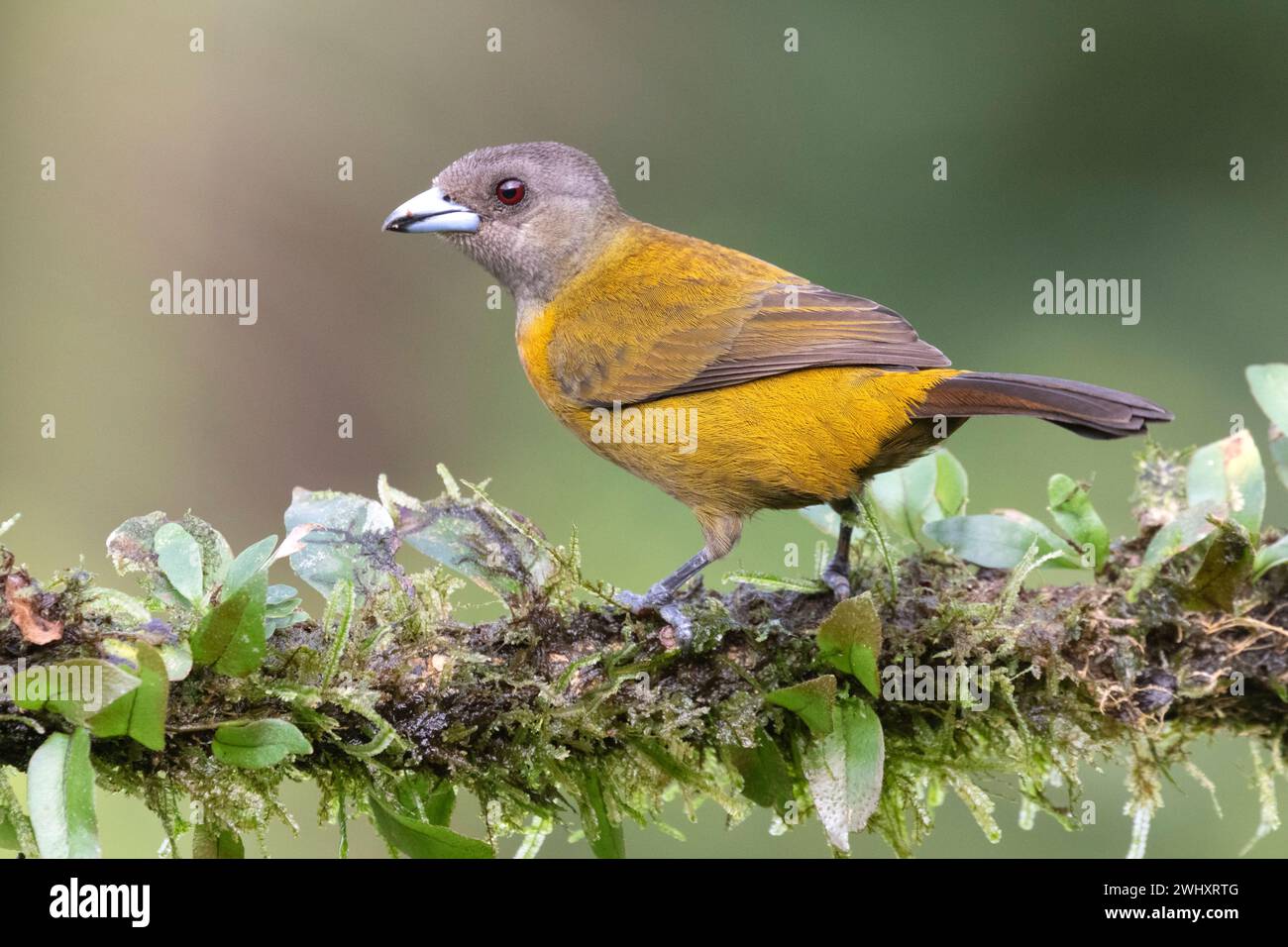 Weiblicher Scharlachzahn (Ramphocelus passerinii) als Beispiel für Geschlechtsdimorphismus bei Vögeln, Laguna Del Lagarto Lodge, Costa Rica Stockfoto