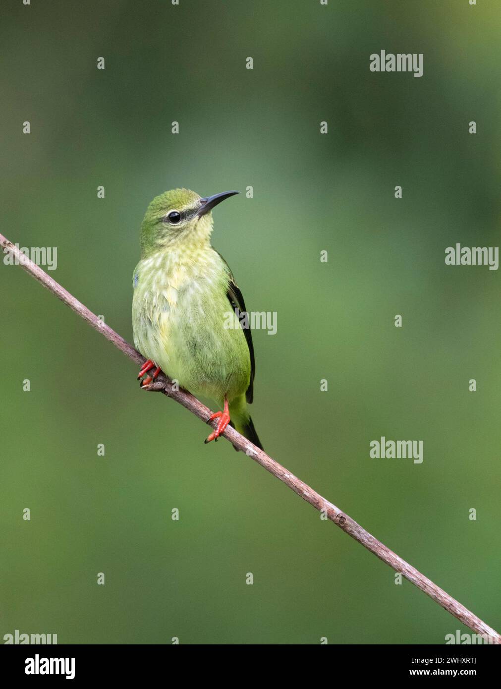 Rotbeinige Honeycreepers aus nächster Nähe, Boca Tapada, San Carlos, Costa Rica Stockfoto