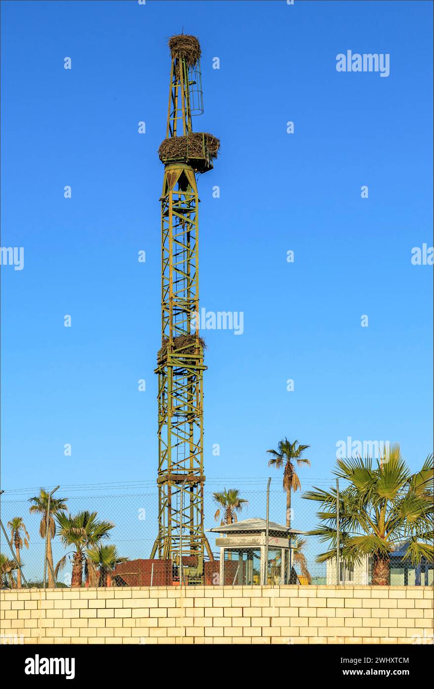 Grün bemalter Metallturm mit Störchennestern und Palmen vor blauem Himmel Stockfoto