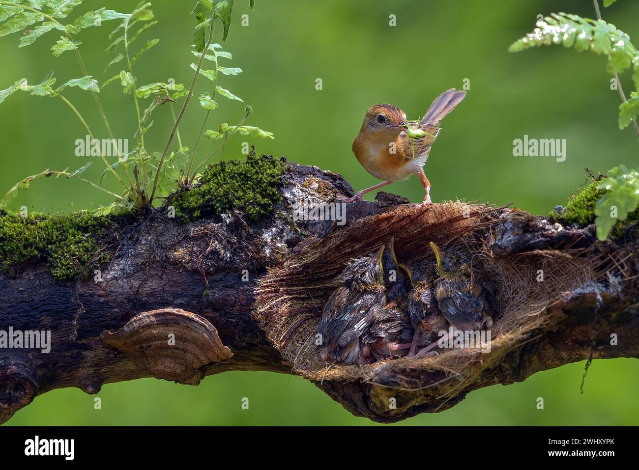 Der goldköpfige Cisticola-Vogel bringt Futter für ihr Küken Stockfoto