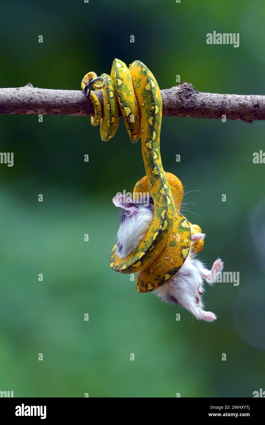Python fängt eine Beute auf einem Baum Stockfoto