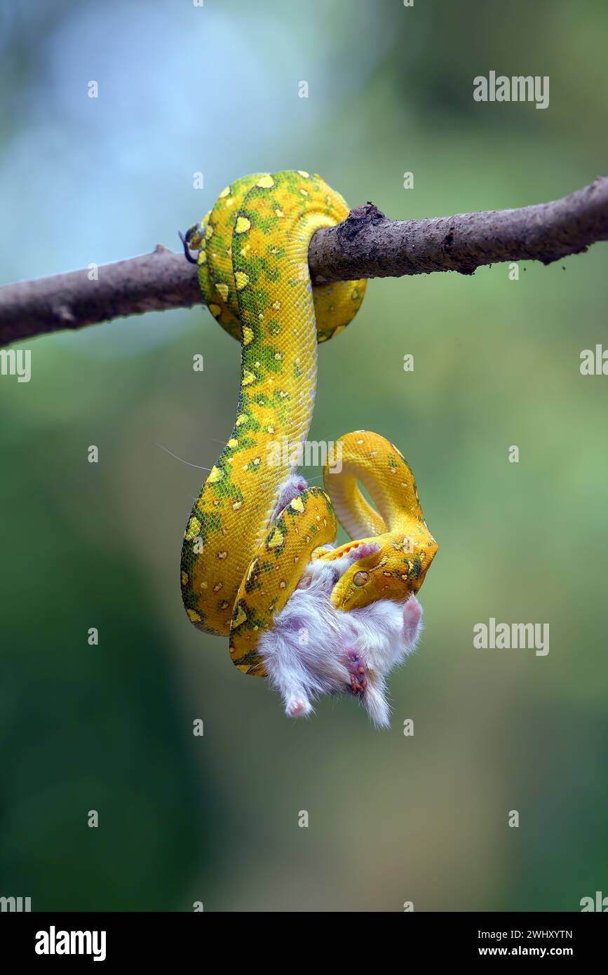 Python fängt eine Beute auf einem Baum Stockfoto