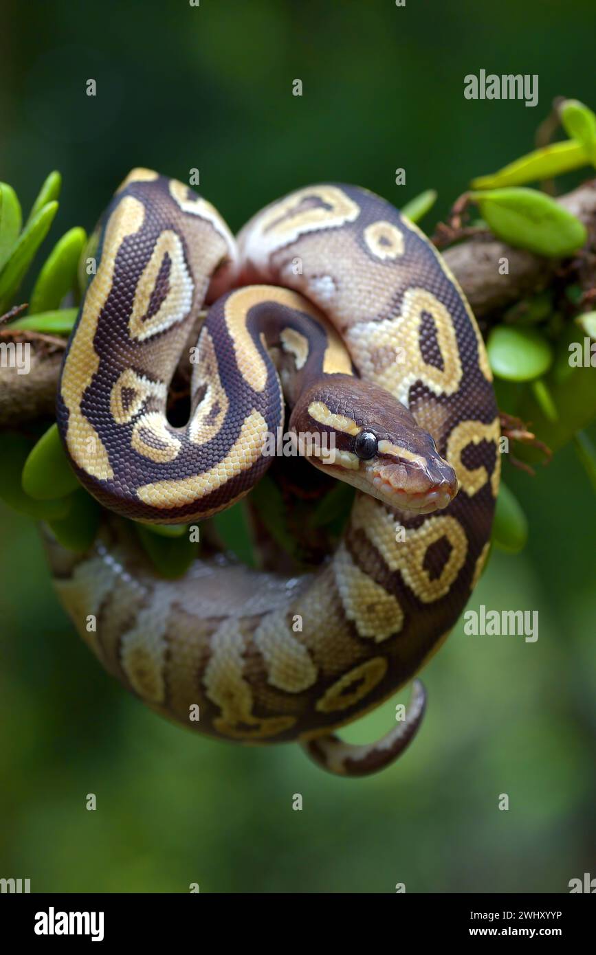 Kugelpython auf einem Baum Stockfoto