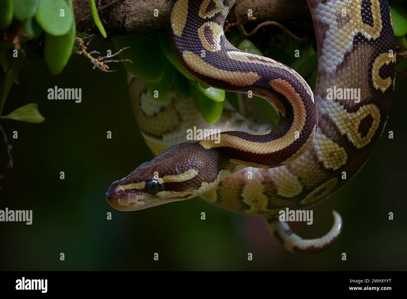 Kugelpython auf einem Baum Stockfoto