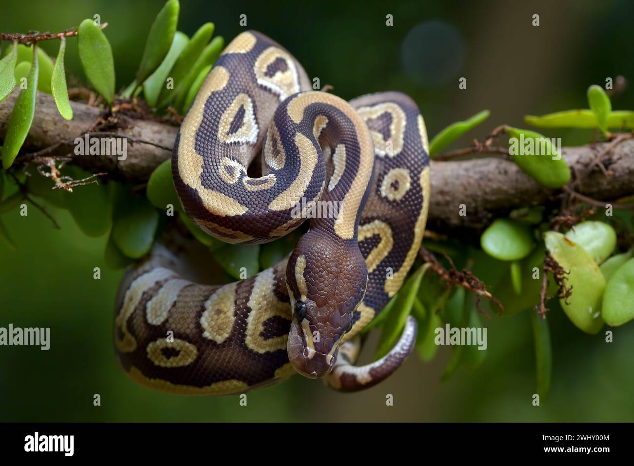Kugelpython auf einem Baum Stockfoto