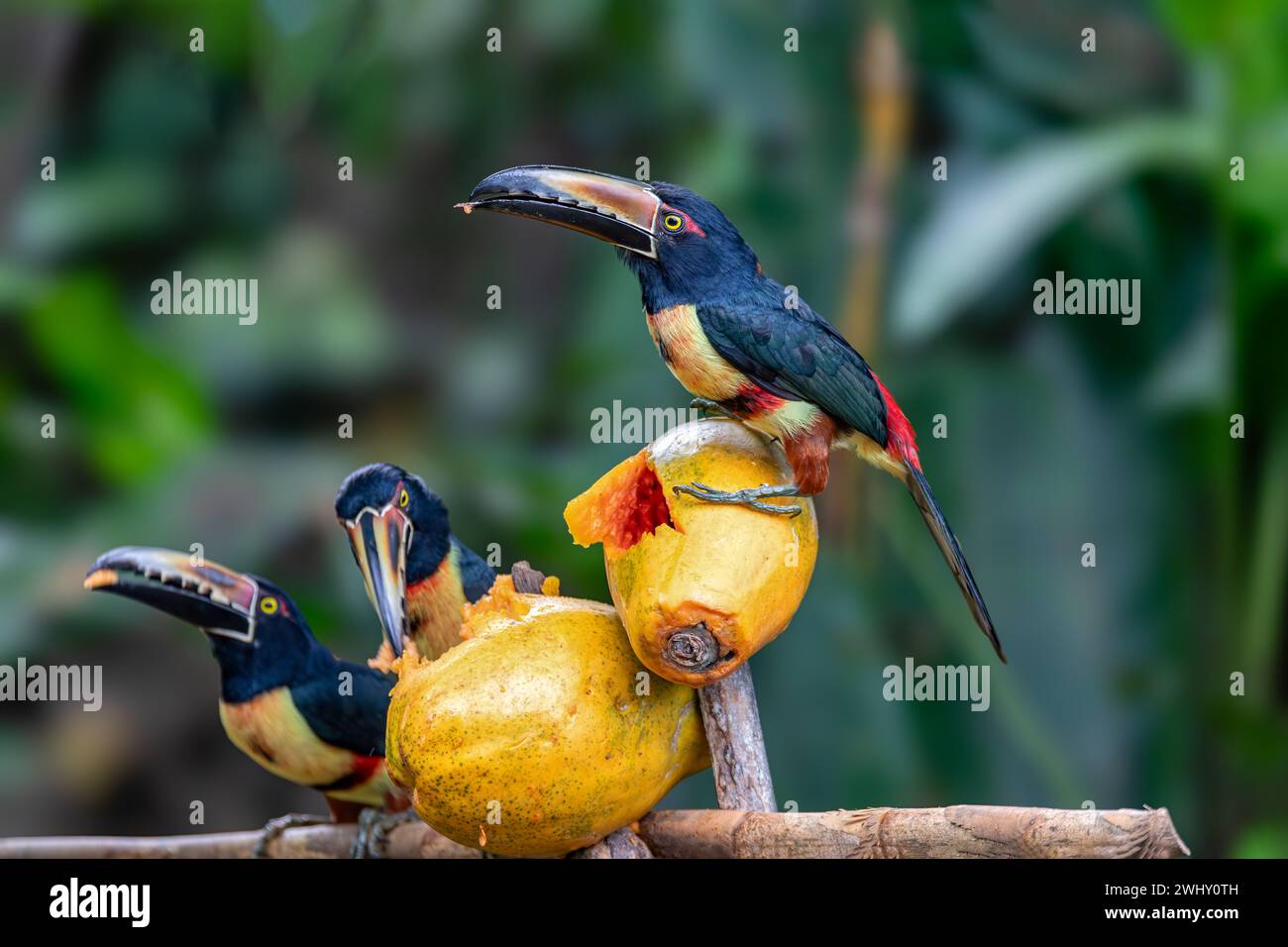 Aracari mit Kragen, Pteroglossus torquatus. Ein Vogel aus der Tukan-Familie. Tortuguero, Tierwelt und Vogelbeobachtung in Costa Rica. Stockfoto