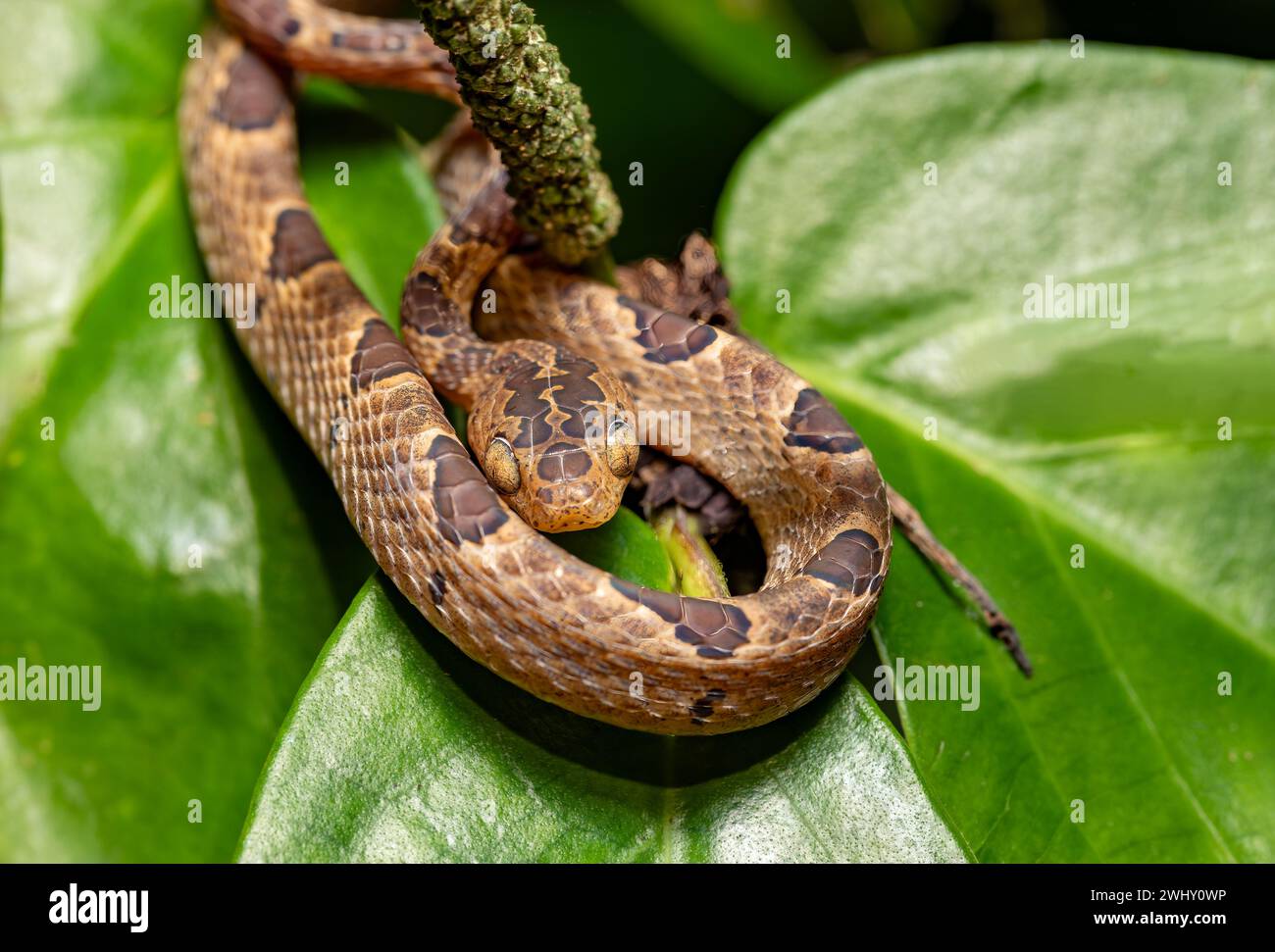 Kleinfleckige Katzenaugen-Schlange, Leptodeira polysticta, Tortuguero, Costa Rica Stockfoto
