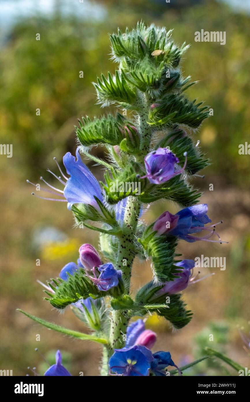 Echium vulgare Wildblume auf der belgischen Wiese Stockfoto