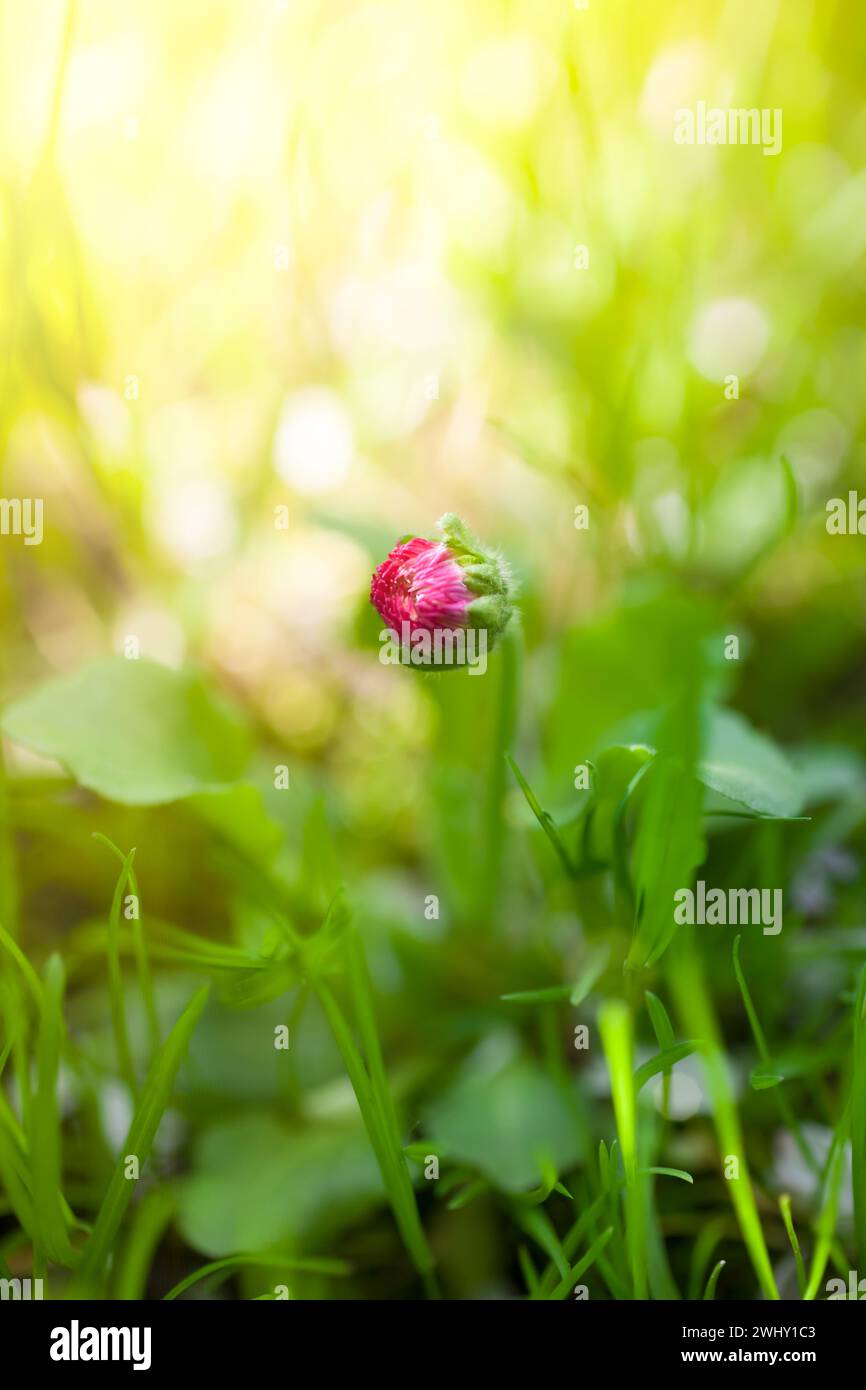 Bellis, englische Gänseblümchen, Knospenblume Stockfoto