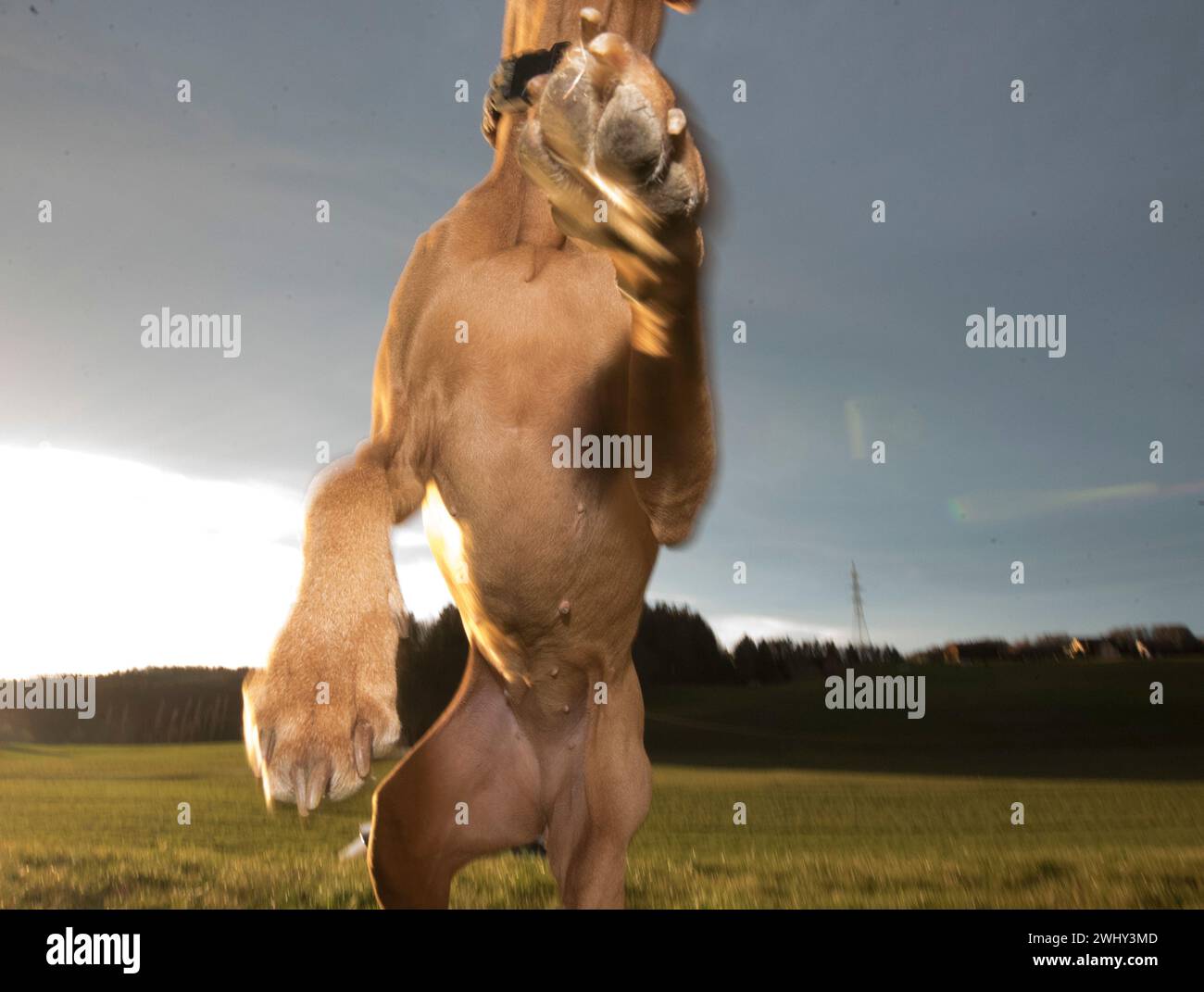 Spielende Hunde, die sich frei fühlen Stockfoto