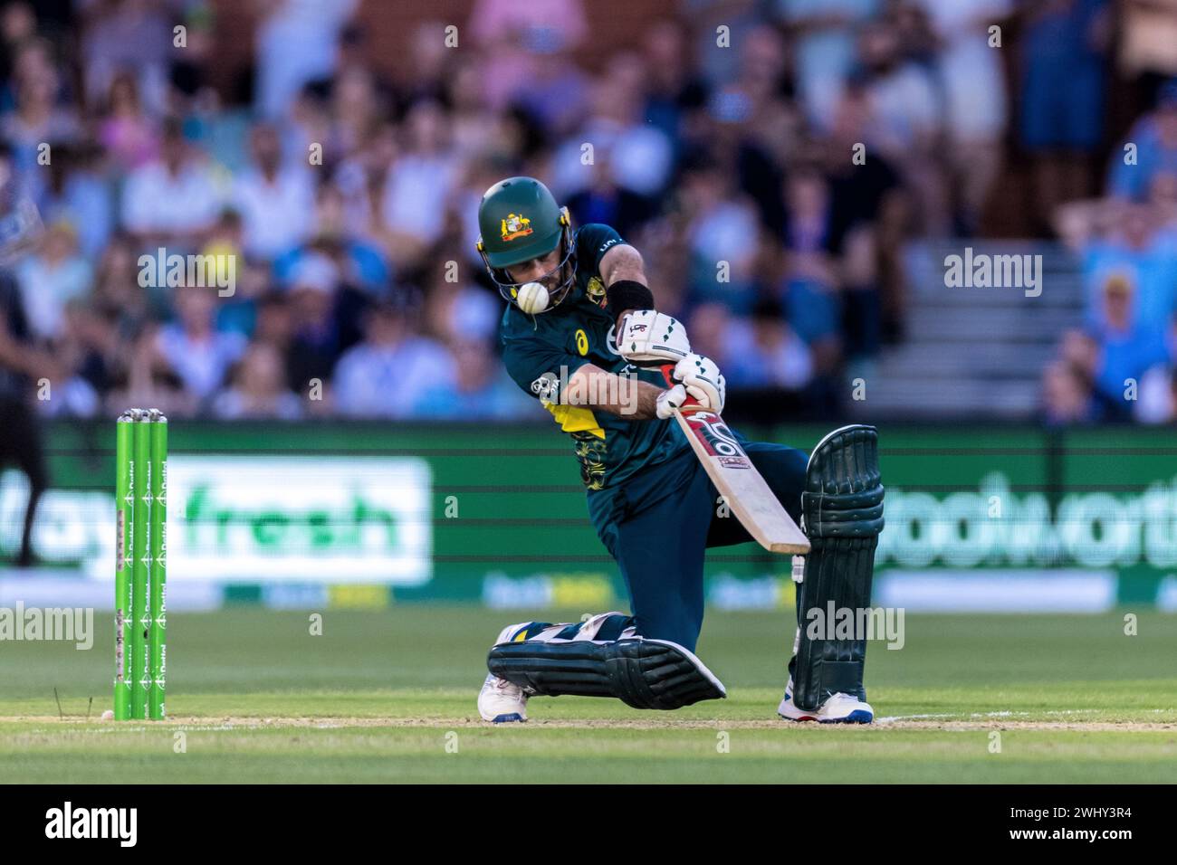 Adelaide, Australien, 11. Februar 2024. Glenn Maxwell aus Australien schlägt beim zweiten Spiel der T20 International Series zwischen Australien und West Indies am 11. Februar 2024 im Adelaide Oval. Quelle: Santanu Banik/Speed Media/Alamy Live News Stockfoto