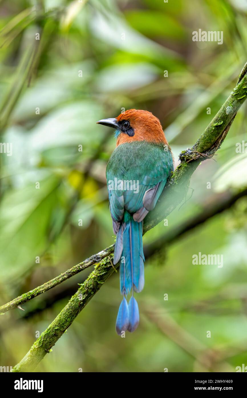 Breitschnabel-Motmot - Electron platyrhynchum, La Fortuna, Vulkan Arenal, Costa Rica Wildlife Stockfoto