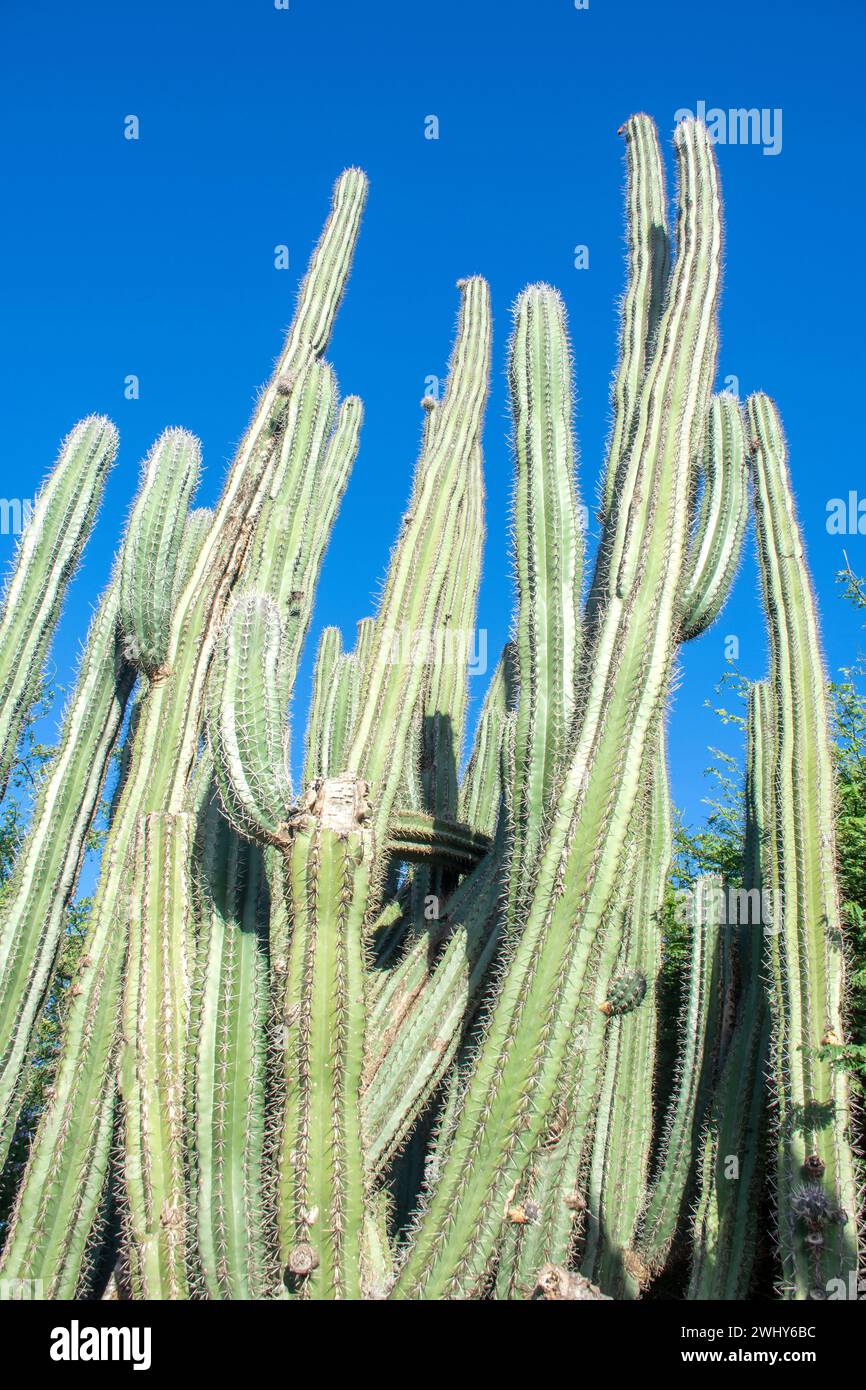 Kaktuspflanzen in den Felsformationen von Casibari, Paradera, Aruba, ABC-Inseln, Leeward Antilles, Karibik Stockfoto