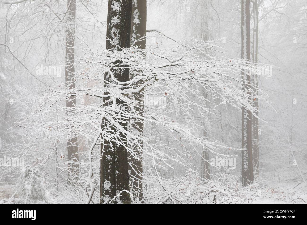 Buchenwald in Nebel und tiefem Schnee Stockfoto