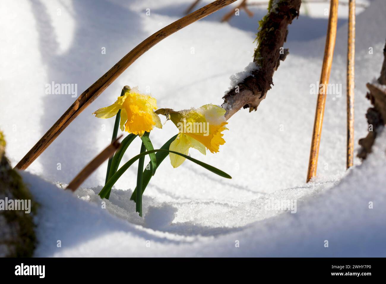 Narzissen blüht im April unter Schnee Stockfoto