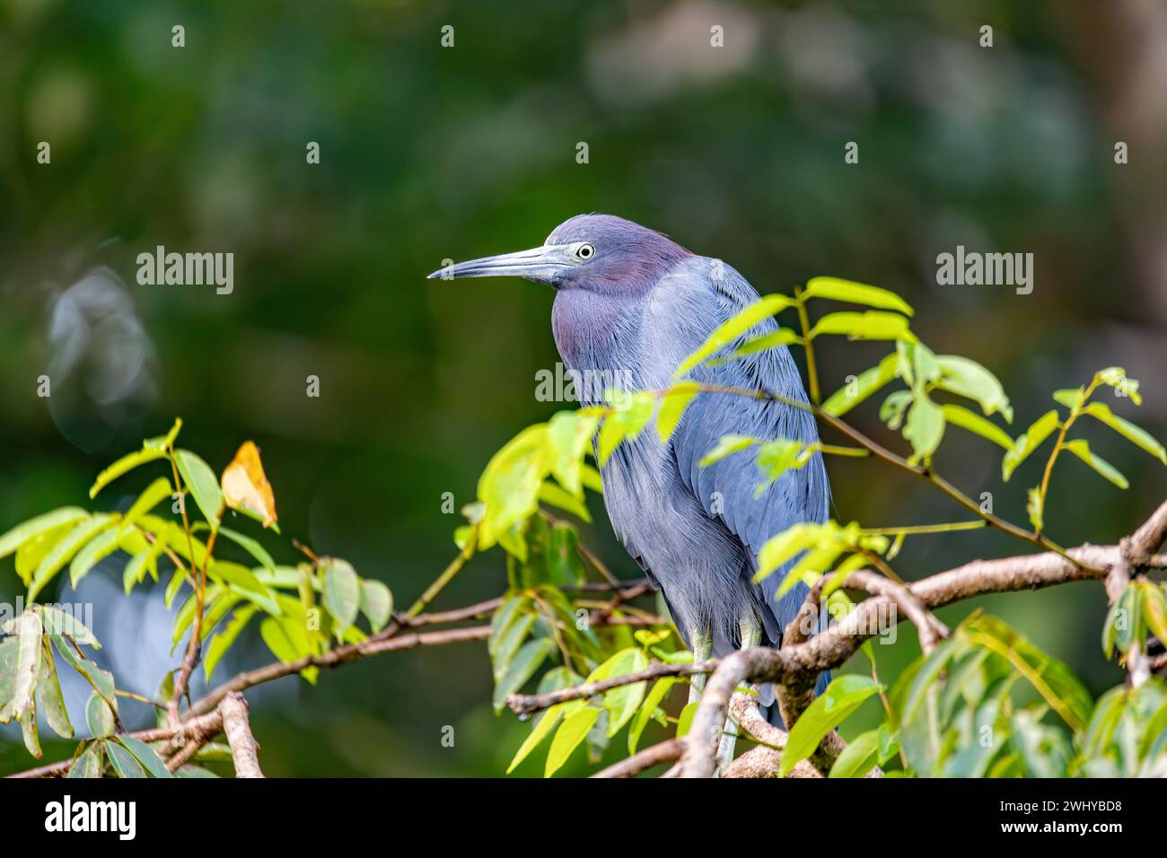 Kleiner blauer Reiher - Egretta caerulea, Tortuguero. Tierwelt und Vogelbeobachtung in Costa Rica. Stockfoto