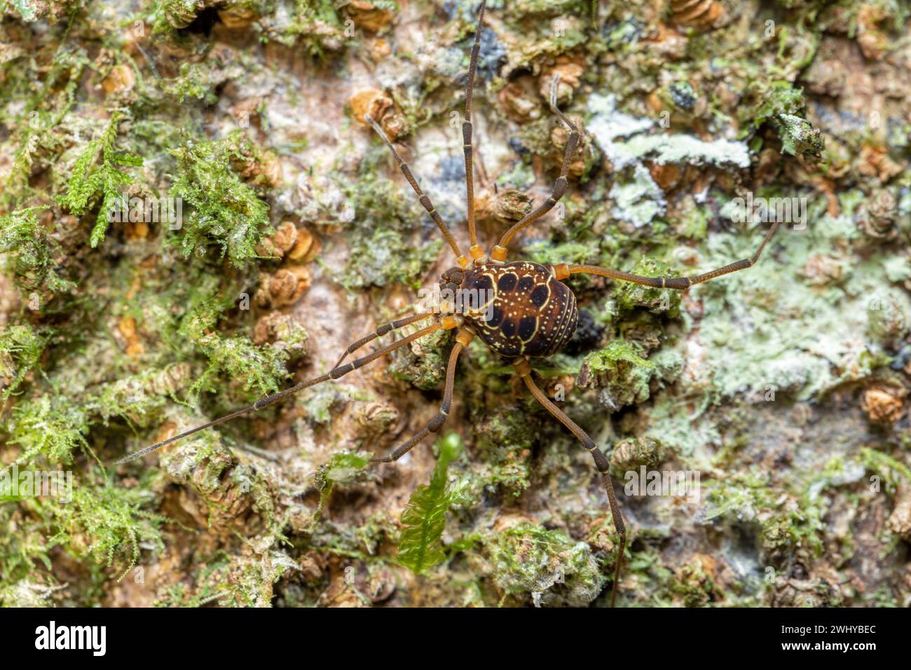 Eucynortula albipunctata, Arachnidenarten. Tortuguero, Costa Rica Tierwelt. Stockfoto