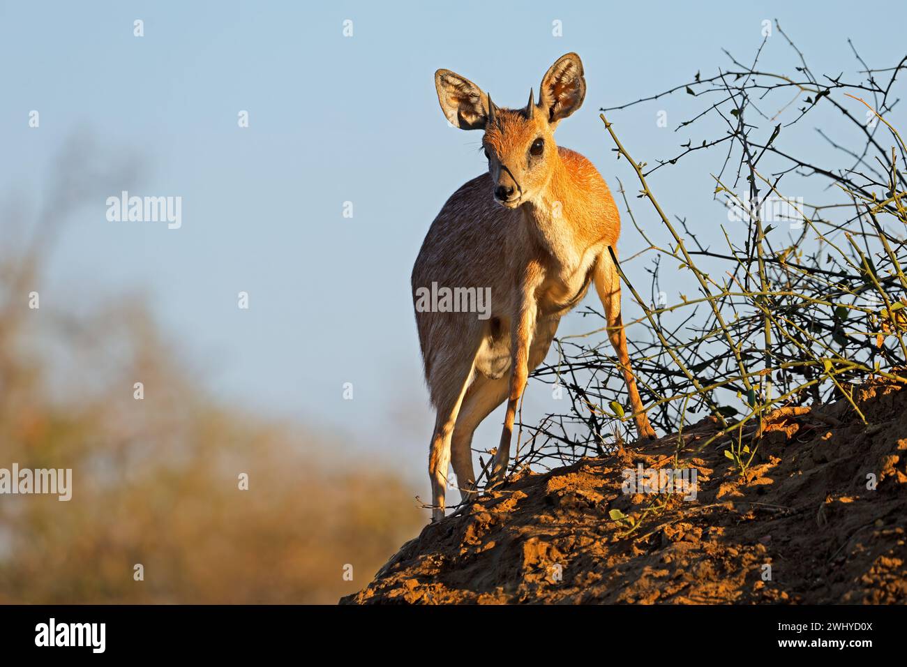 Ein männlicher scharfer Grysbok (Raphicerus sharpei) in natürlichem Lebensraum, Kruger-Nationalpark, Südafrika Stockfoto