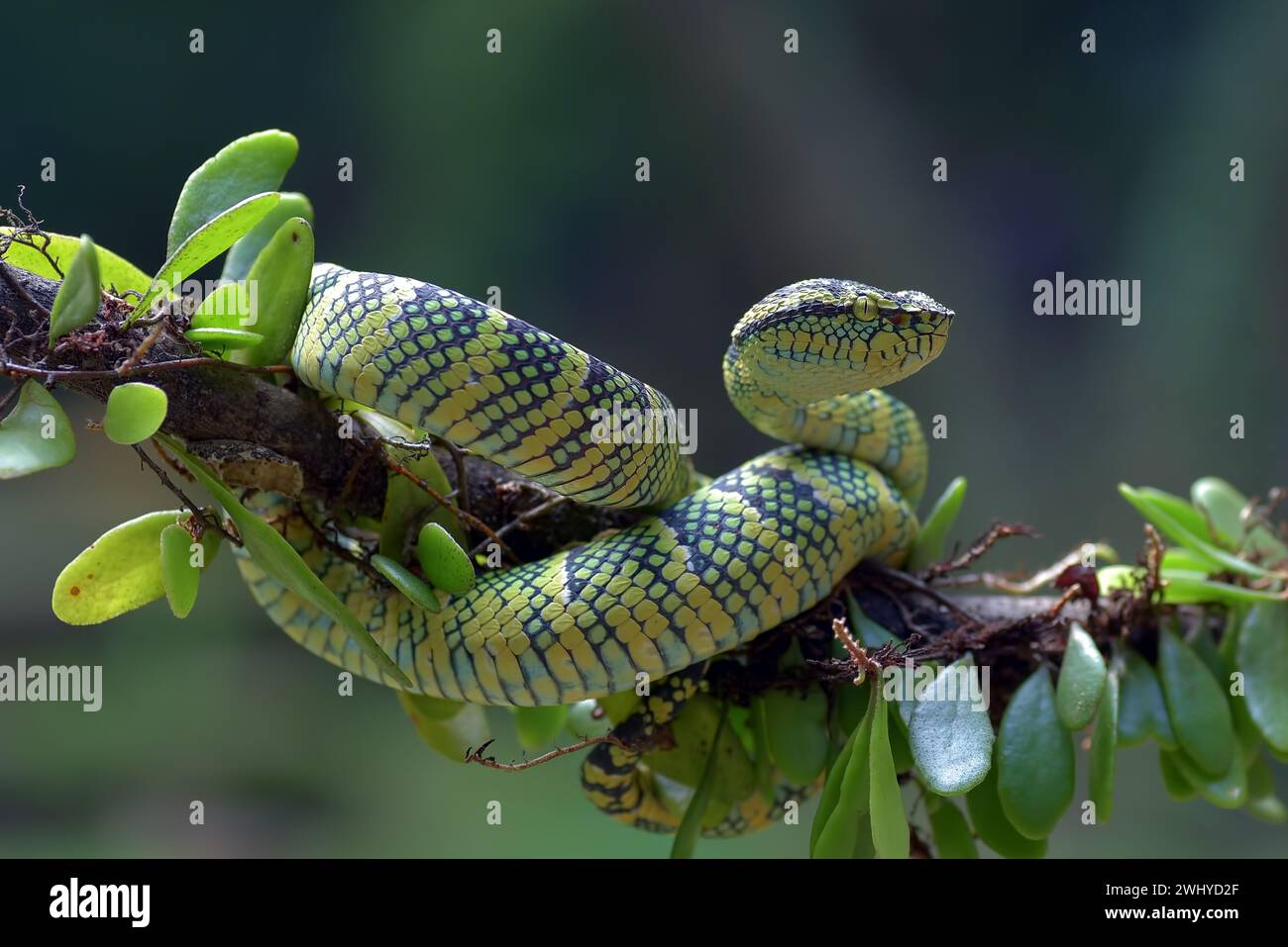 Die Wagler's Pit Viper auf schwarzem Hintergrund Stockfoto