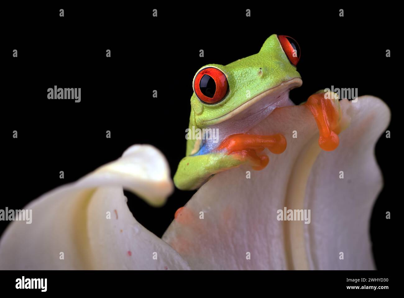 Roter Baumfrosch auf einem Blatt Stockfoto