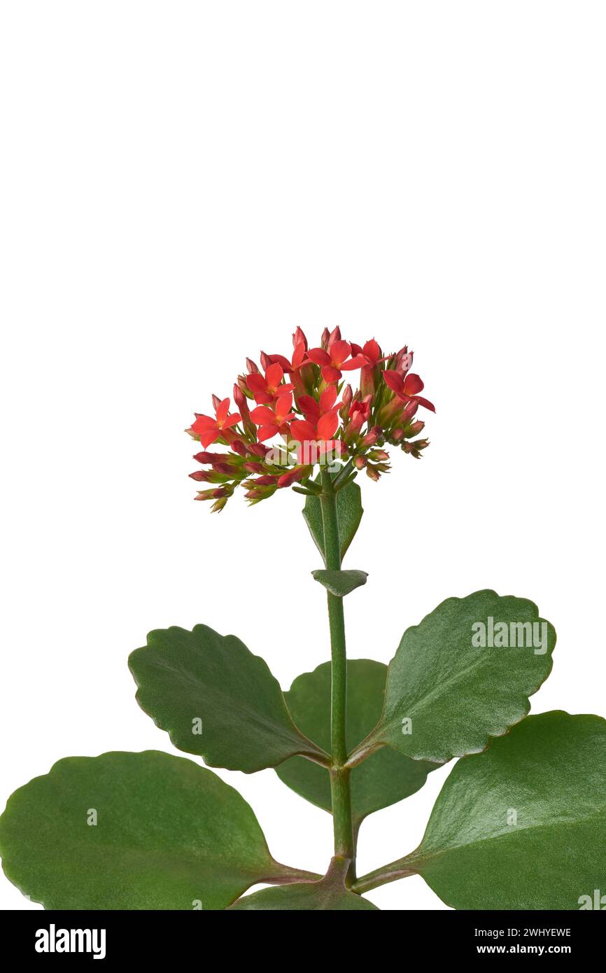 Leuchtend rote kalanchoe-Blüten mit Knospen, auch bekannt als flammende katy oder Witwen's Nervenkitzel, Nahaufnahme von beliebten blühenden Sukkulenten mit kleinen oder kleinen, langlebigen Blüten Stockfoto