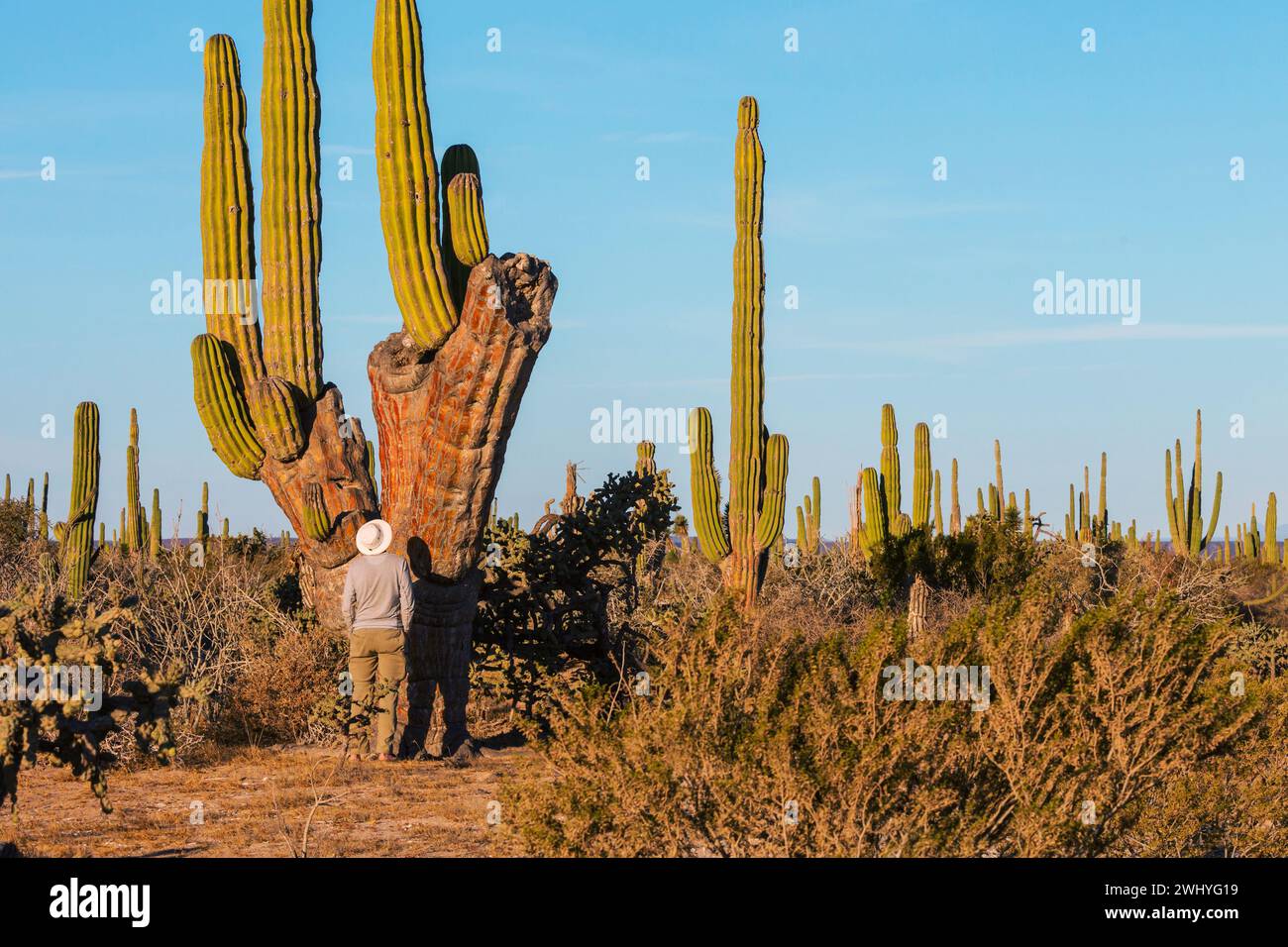 Faszinierende Landschaft im mexikanischen Bundesstaat Baja California Stockfoto