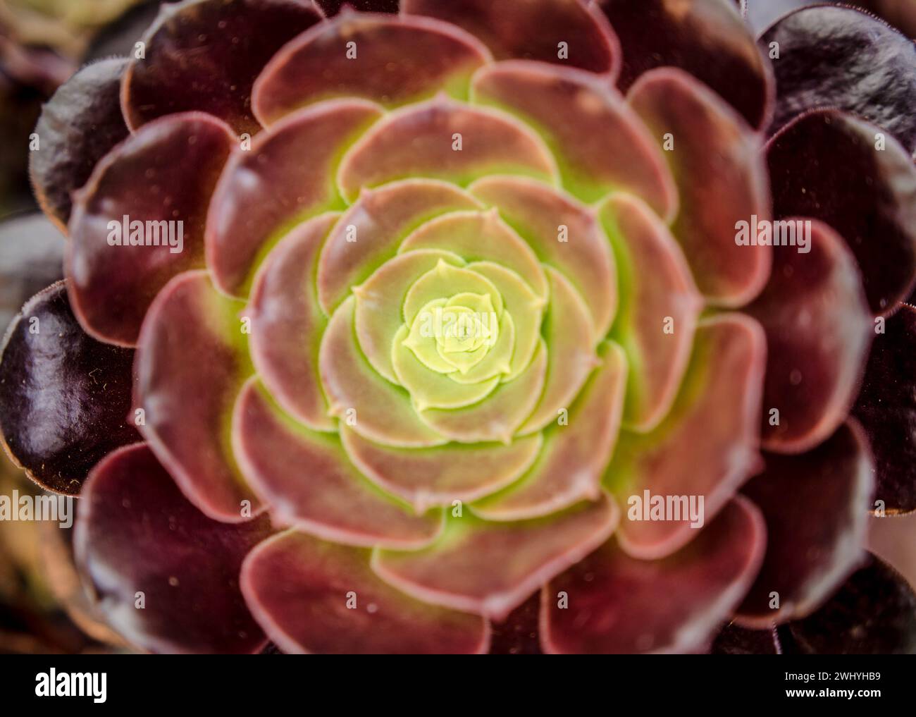 Makroinsektenfotografie, Sukkulenten Kaktus Nahaufnahmen, Naturdetails, Insekten Makroaufnahmen, Kakteen Pflanze Details, Nahaufnahme, makroskopische Ansicht Stockfoto