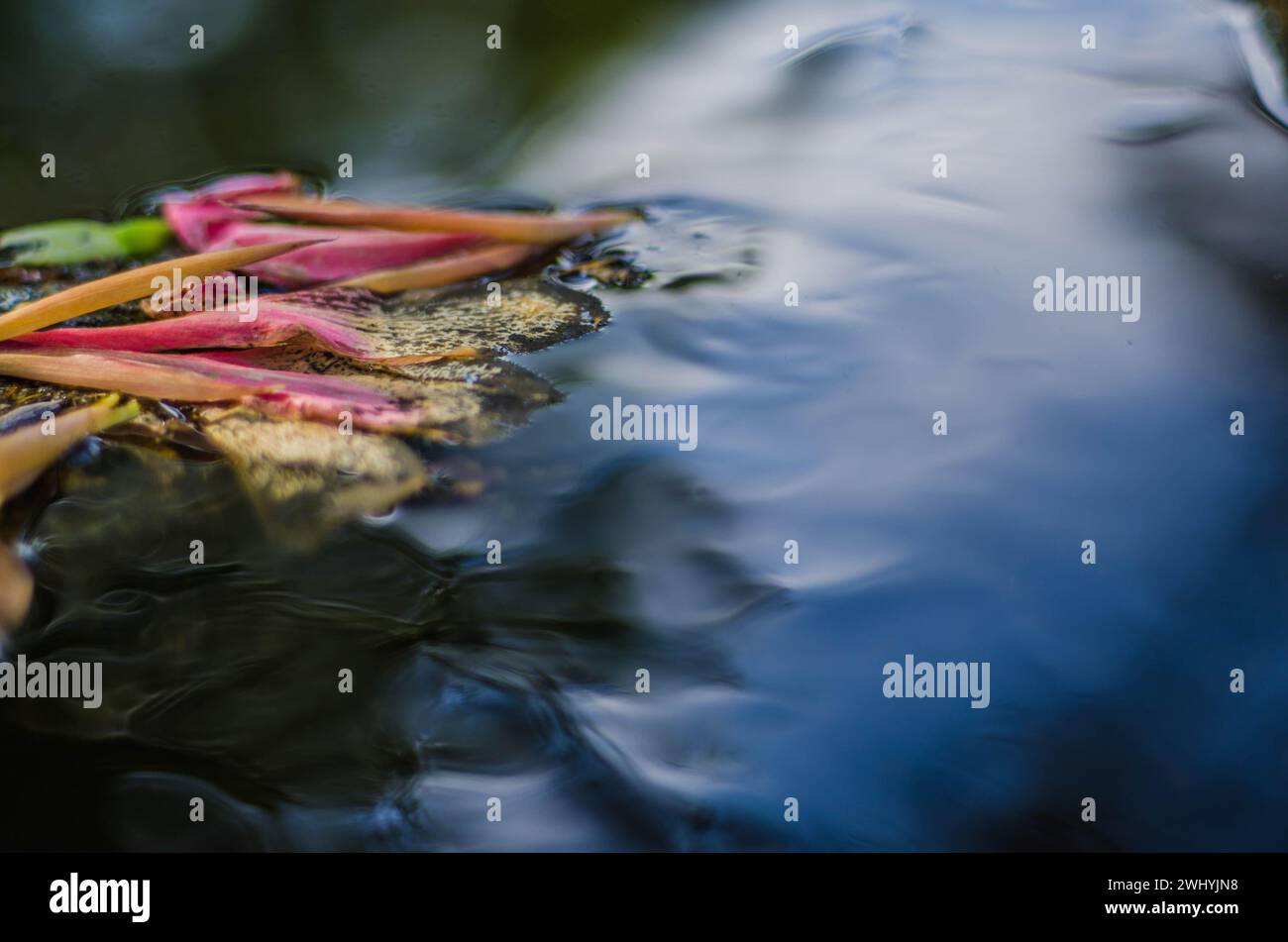 Makrofotografie, kalifornische Flora, Kunstpflanzen, Botanische Nahaufnahmen, Naturdetails, makroskopische Schönheit Stockfoto