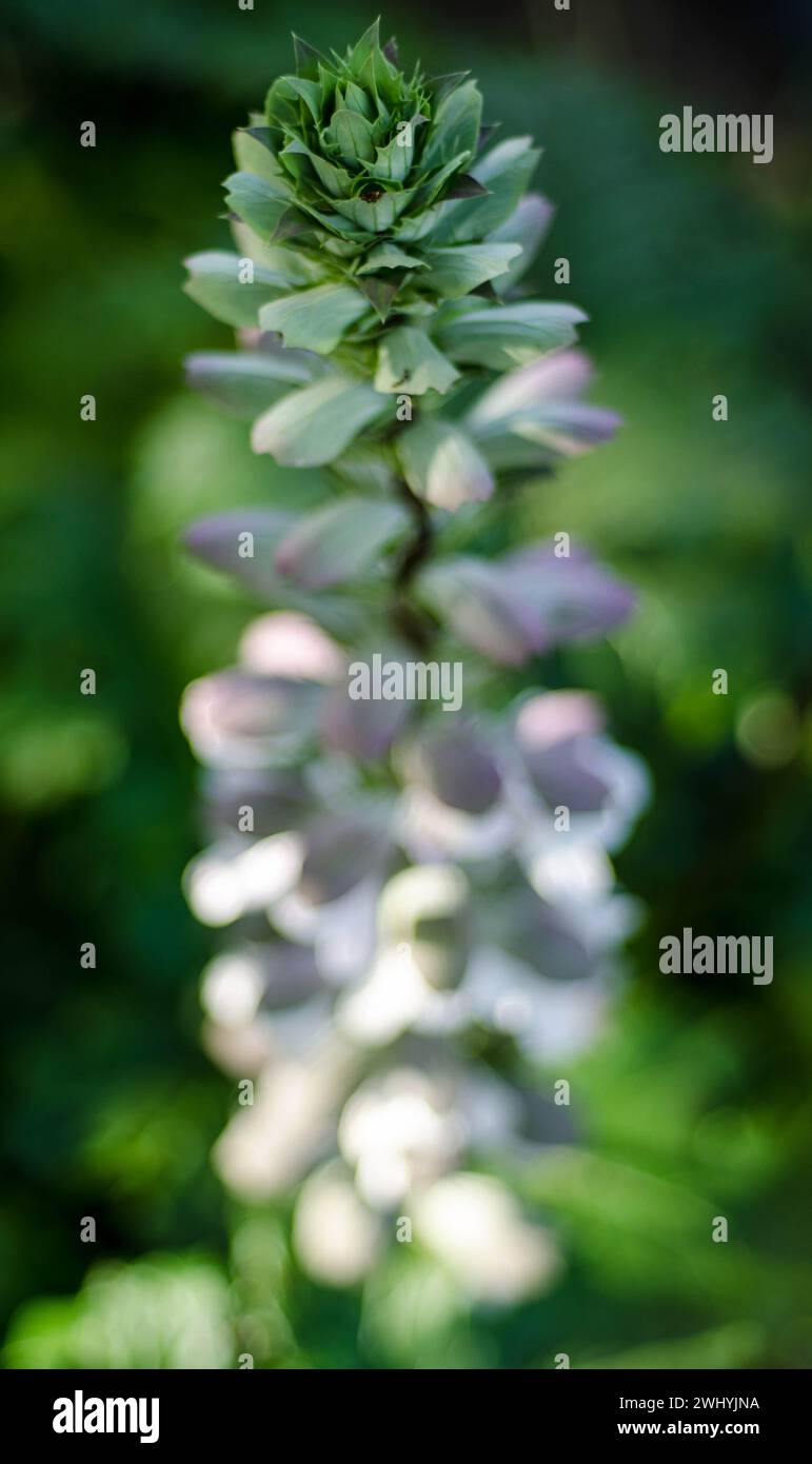 Makrofotografie, kalifornische Flora, Kunstpflanzen, Botanische Nahaufnahmen, Naturdetails, makroskopische Schönheit Stockfoto
